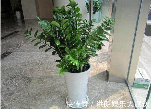 旺财|家里养花的注意，有两种花别养，六种花“旺财”又“招福”