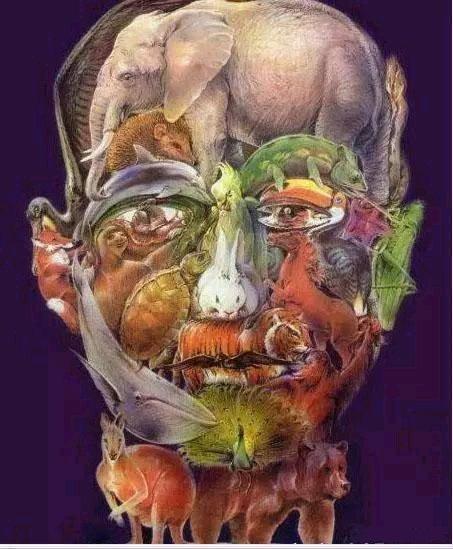 以看到|图中共有几只动物只看出5只痴呆,9只正常,16只以上还很健康