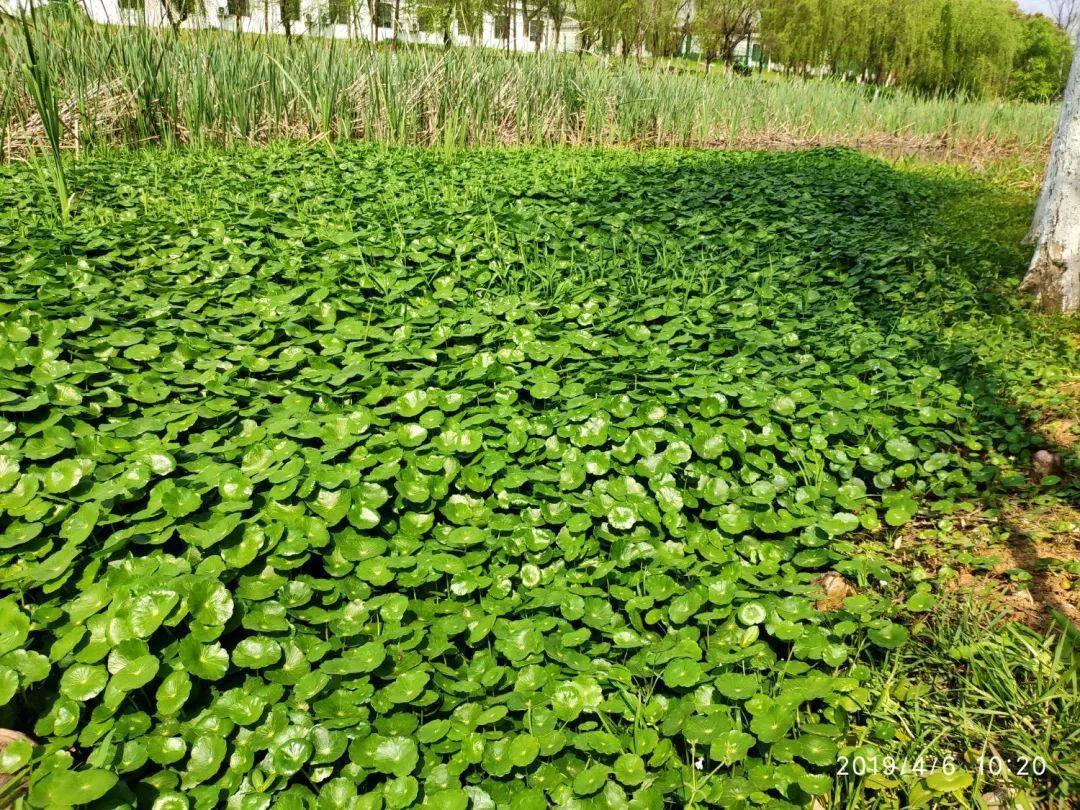 农村养花优势发,地大肥多,一不小心养成小花海!