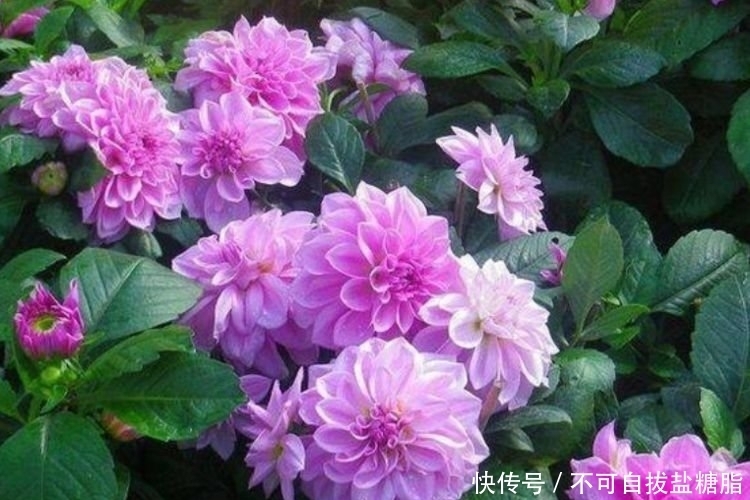 4种花,堪称花界“劳模”,几个月不浇水,照样长得旺!