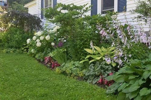 在阴凉处适合养的几种植物,养花盆里和养树荫下有啥区别?