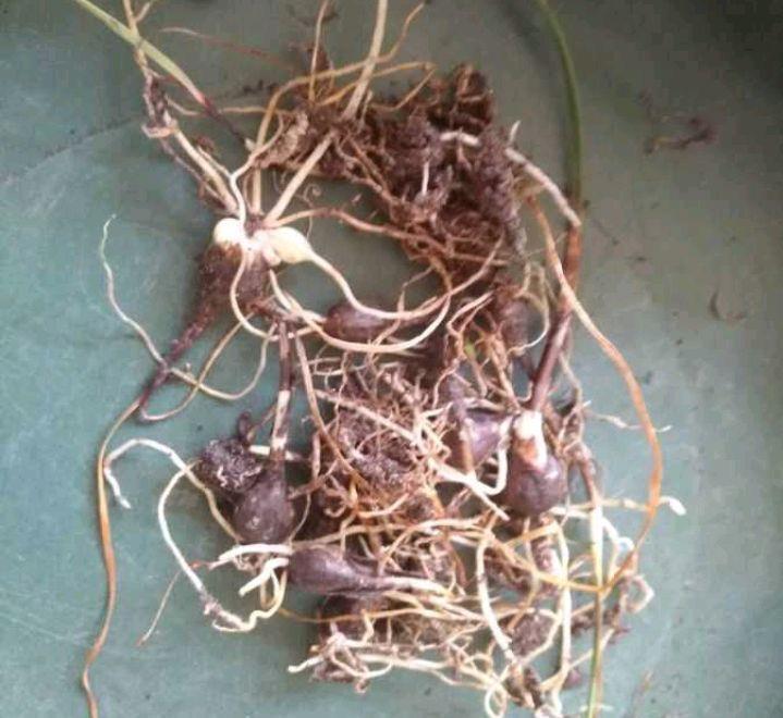 阳台上养2种小花,株型小巧花量很大,颜色漂亮又好养