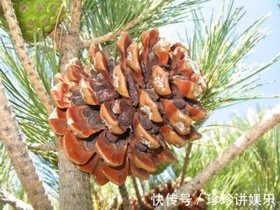 养护|山上的“这东西”，捡回来养护君子兰，轻松解决土壤板结问题！