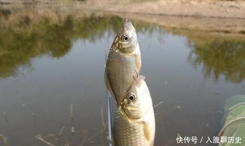 全是|小鱼闹窝就不钓了记牢老钓友这“妙招”,上钩的全是大鱼,莫忽视