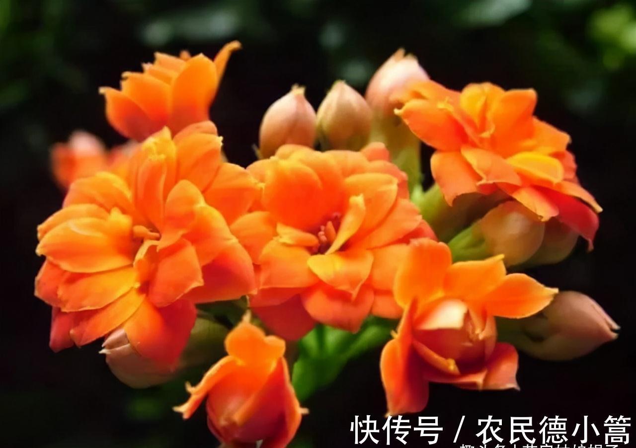 10月养护刚买的长寿花,5个方面不能急着做,不然开花会受到影响