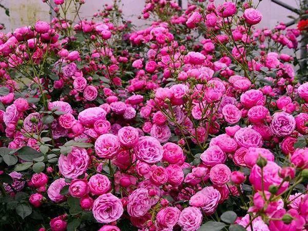 月季|花开成墙！杨浦顺平路上2520株月季正盛开~