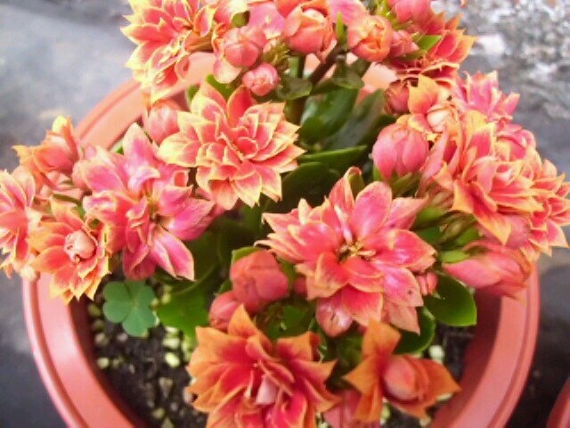 长寿花枝条剪1根,插盆里15天生根,养成“棒棒糖”,当年开花