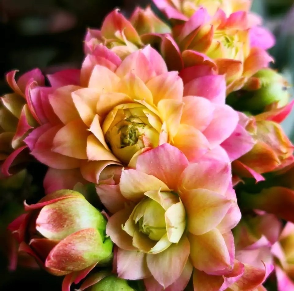 75个长寿花品种,一个比一个美,一起来认识一下吧!