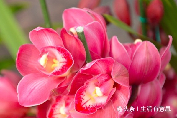 别再用淘米水、黄豆水了，这“水”才是养花“万能水”，养啥旺啥