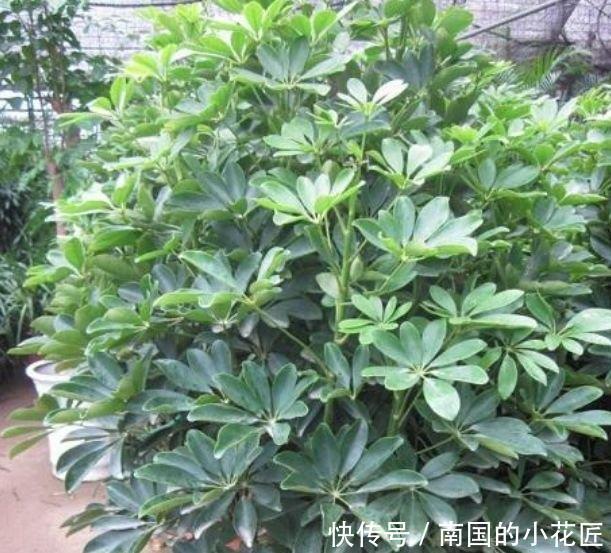 4种花是懒人的最爱,有阳光就爆盆,空气变清新,比啥都强!