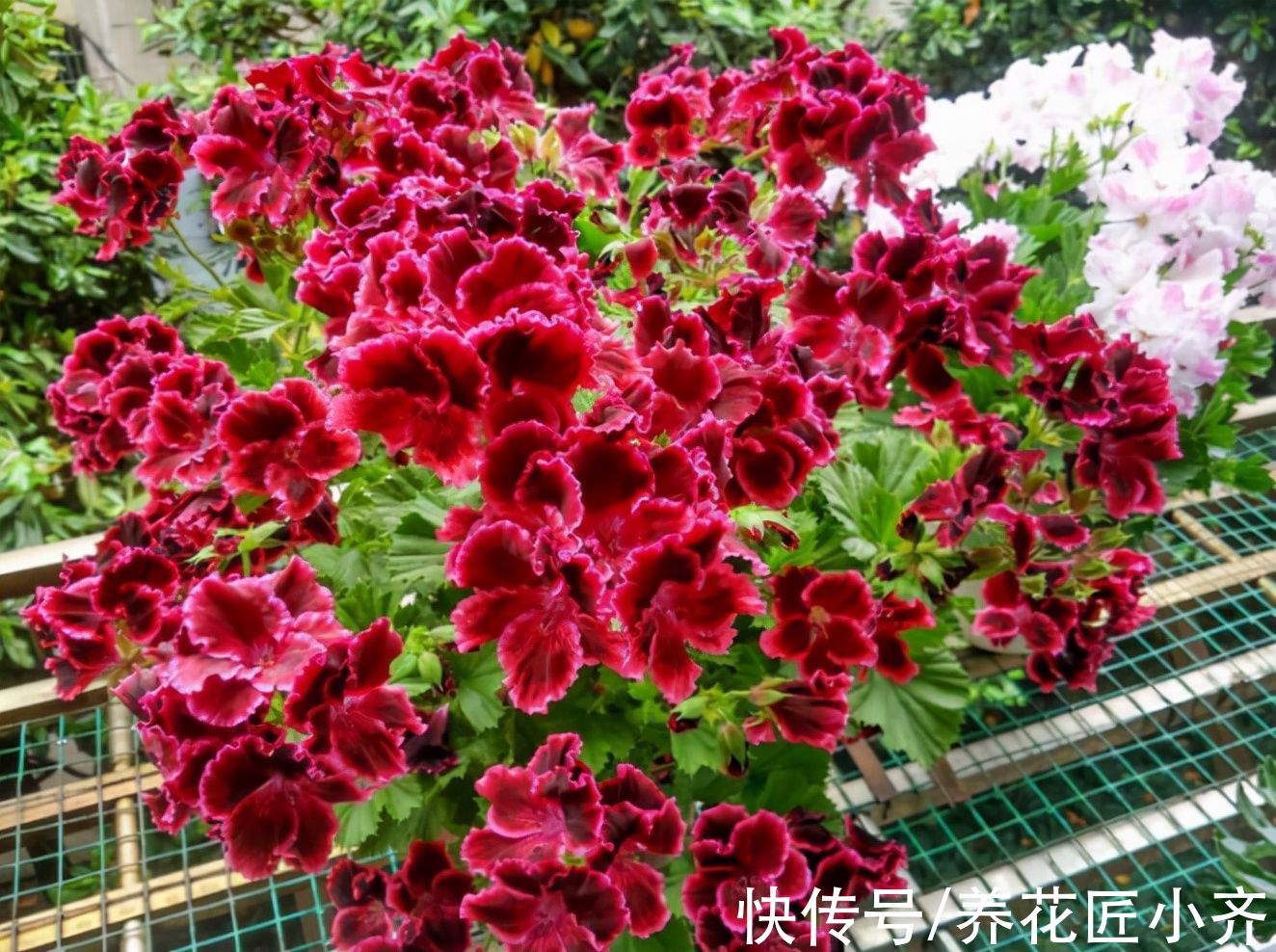 想养好天竺葵，要记住“4点”，即使是新手，也能养爆盆