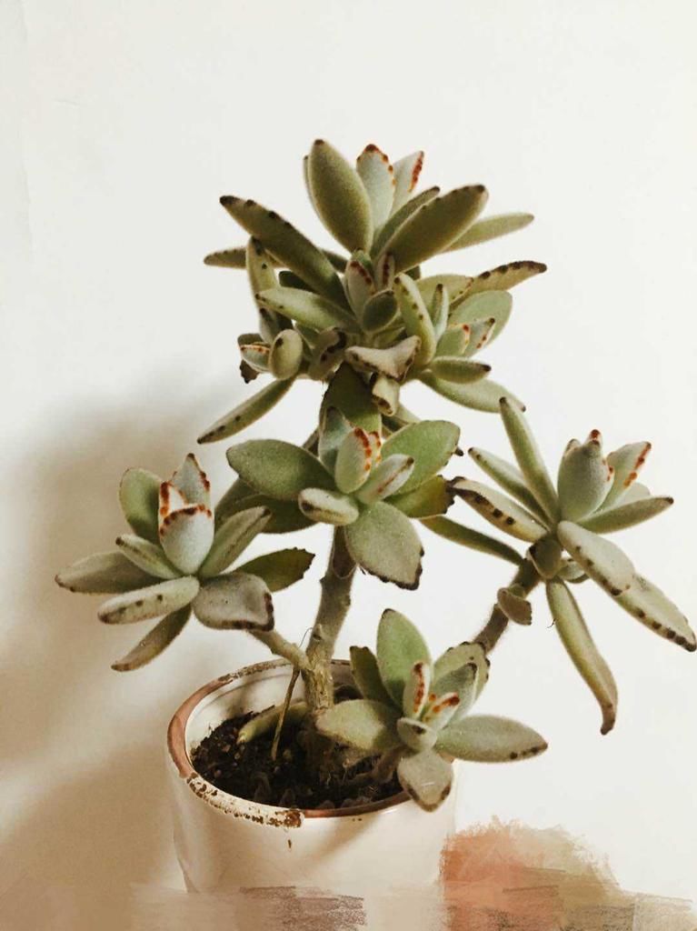 4种“徒神”多肉,太容易徒长,心累