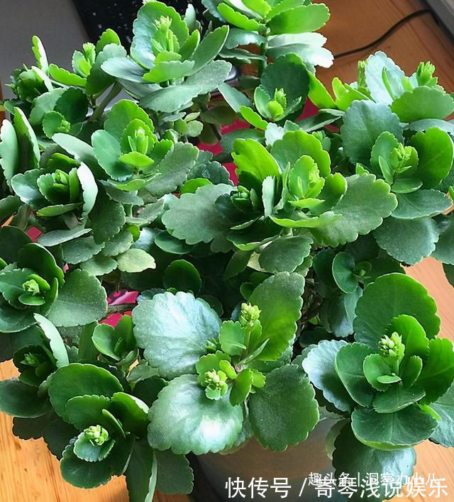 六月养长寿花,这“三位置”提前剪一剪,顺利度夏,天凉开花早