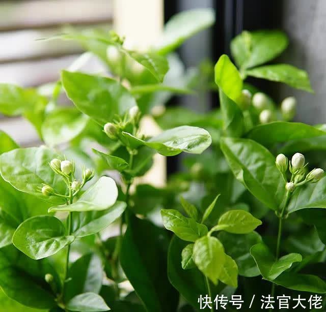 修剪|夏天这样养茉莉，不黄叶，花开一茬接一茬