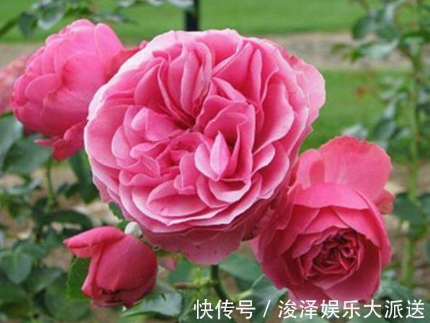 劳模|4种花是花中劳模，一年四季开花不断，花大色艳很漂亮，谁养谁爱