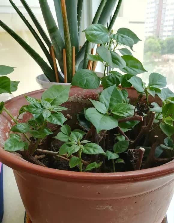 剪根粗枝插土里，2周能生根，一年长成大老桩