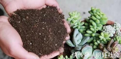 花盆|养花5年,总结出几个超实用养花技巧,5分钟学会,啥花都能活!