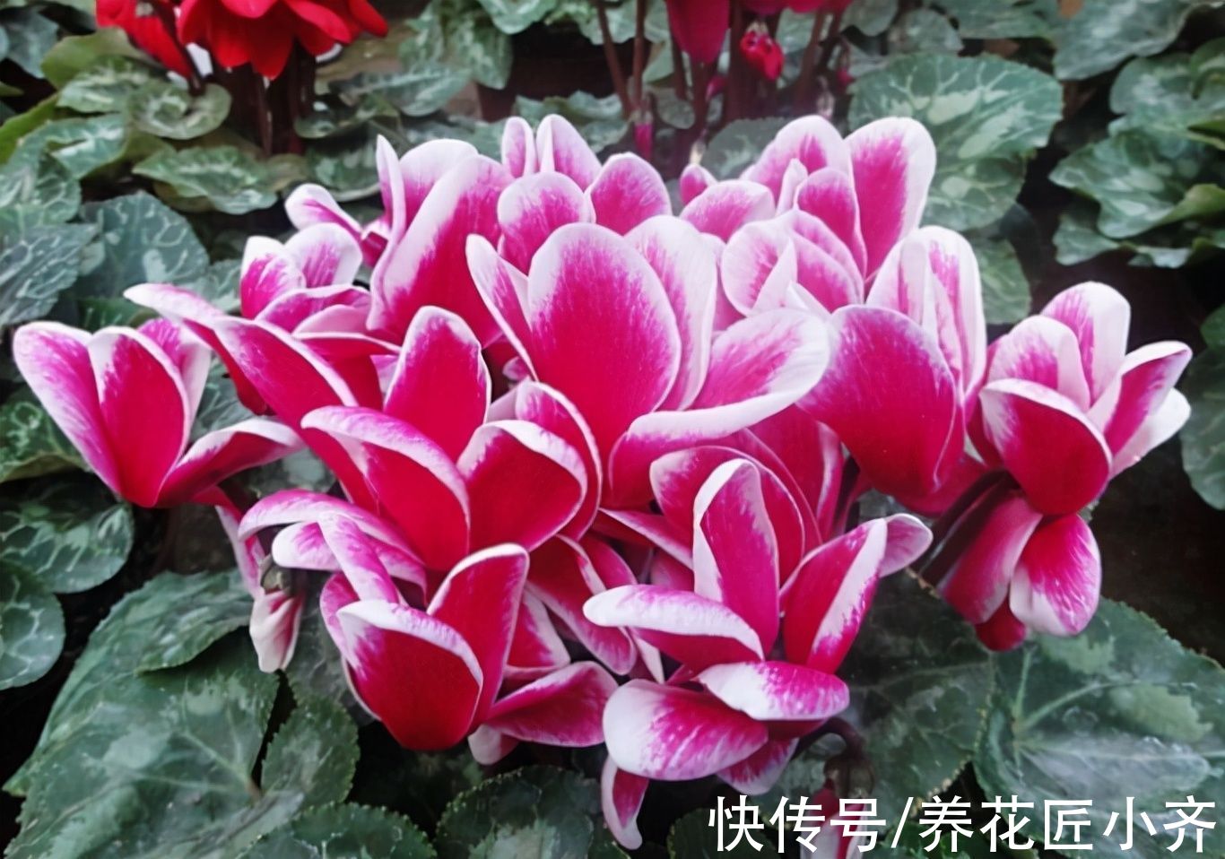 秋季3种花要补肥,但不是用促花肥,要合理施肥,才能开花爆盆