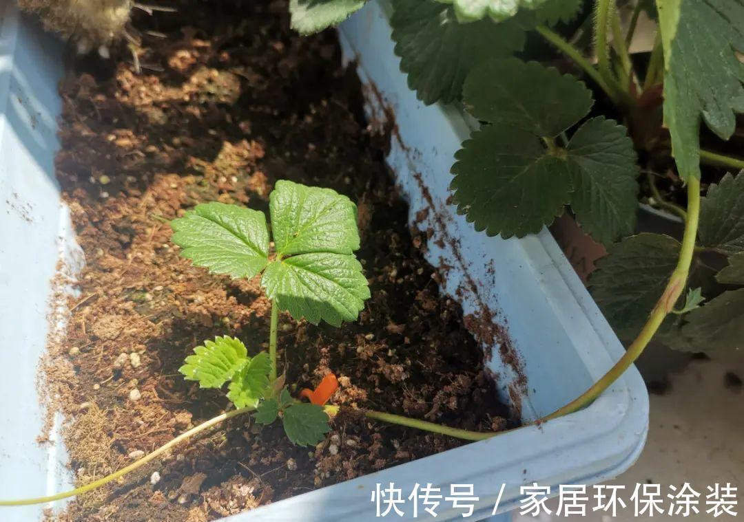 7种花养老桩不好,多扦插、养嫩苗,才能年年开花