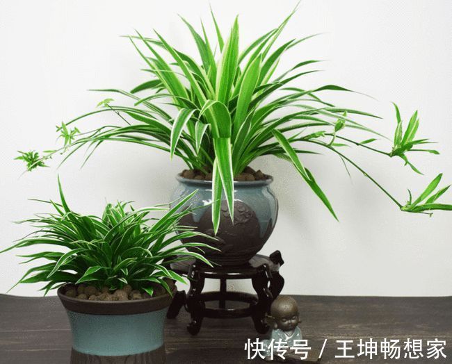 净化|10种健康花,适合养客厅,吉祥有品味,关键个个都是净化高手