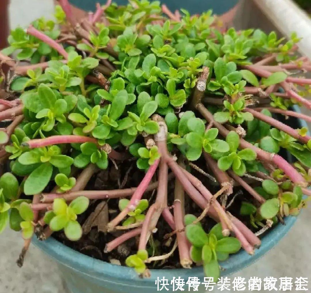 花量|6种花别养老桩,越老越不开花,赶紧扦插备份