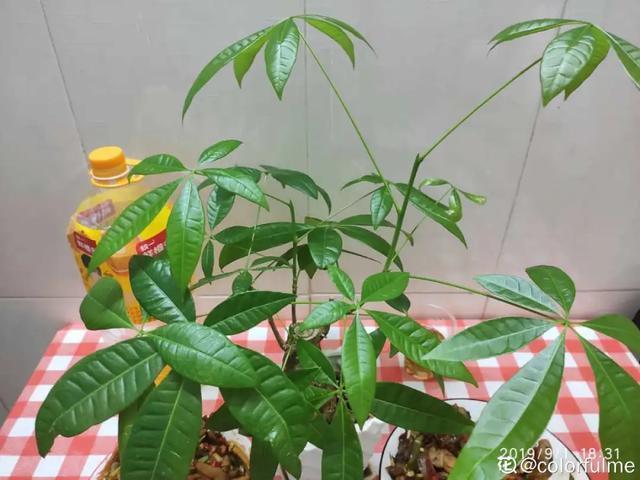 家里养盆虎皮兰，小花盆、挤着养，疯狂开花爆小崽！