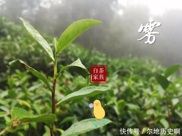 模样|老白茶里的陷阱还真不少尤其是这3点,很多茶友都中招了