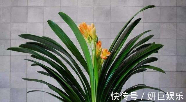 还在用啤酒给君子兰擦叶片现在纠正还不晚,它才最“靠谱”的!