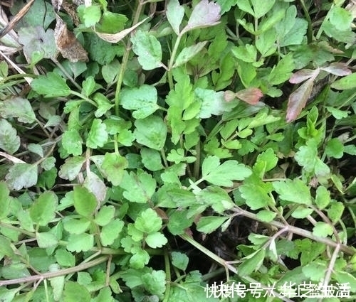 食用价值|1种长在水沟里的“野菜”,11月正鲜嫩,营养高摘来包饺子最好