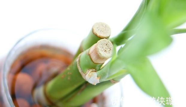 水培富贵竹叶子发黄,别急,三个小妙招轻松搞定