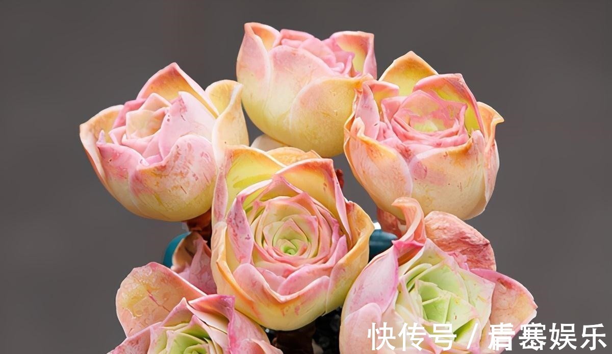 品种|张大哥养肉10多年,总结出4个“耐热品种”,肉迷都喜欢