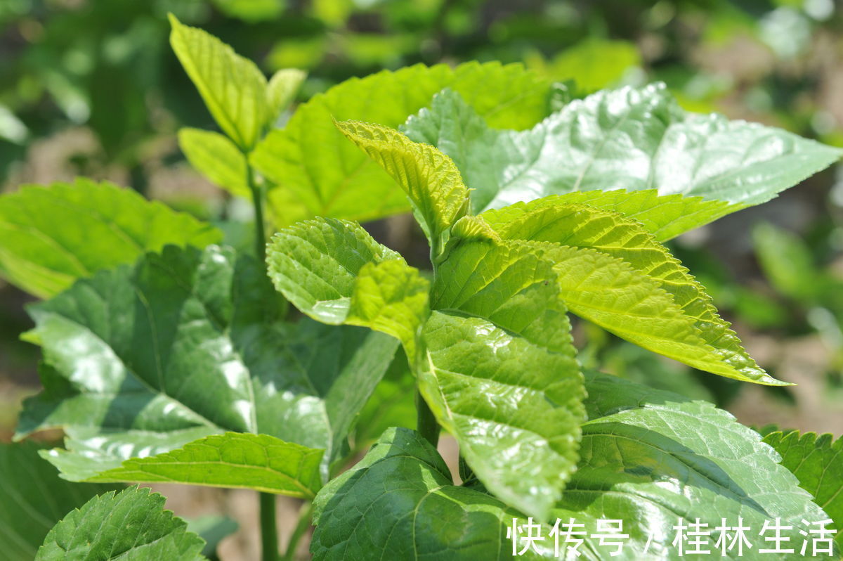 桑叶泡水|干桑叶泡水喝有什么好处，什么时候采摘的桑叶最好