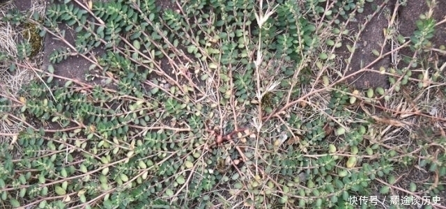 车前草|生在路旁被踩踏,价值却很高,30元一斤,你们认识吗