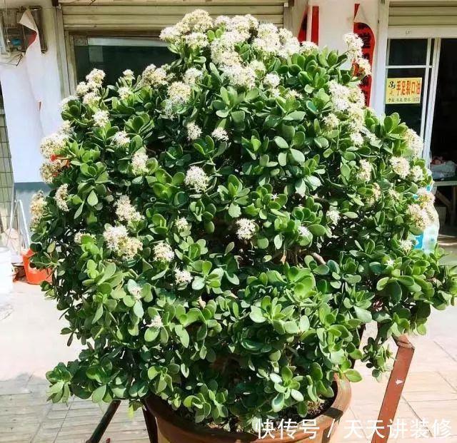 盆栽|有“讲究”的人都喜欢这“3种树”，叶多枝壮，摆在家中纳福养人