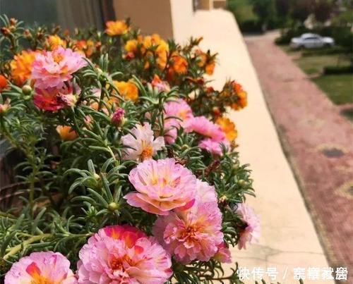 养花|3种花,不能让它长成高个子,一长高就剪,越剪越值钱