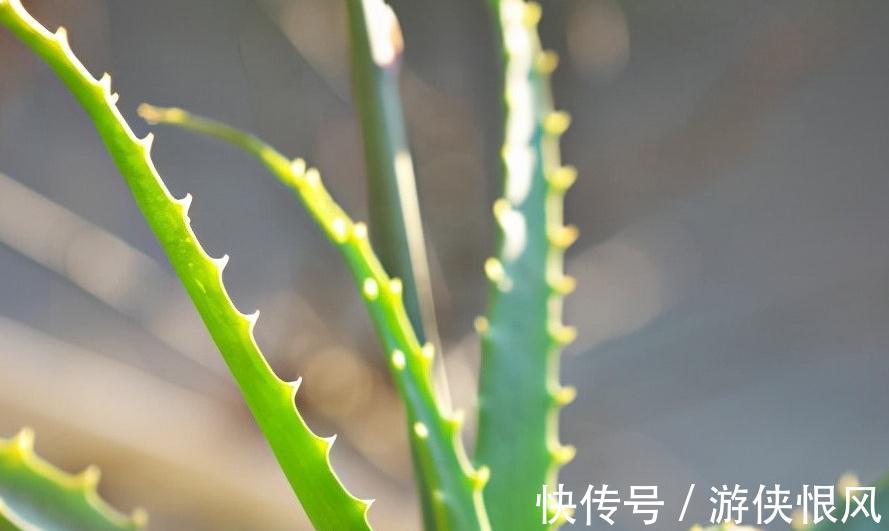 芦荟的日常养护