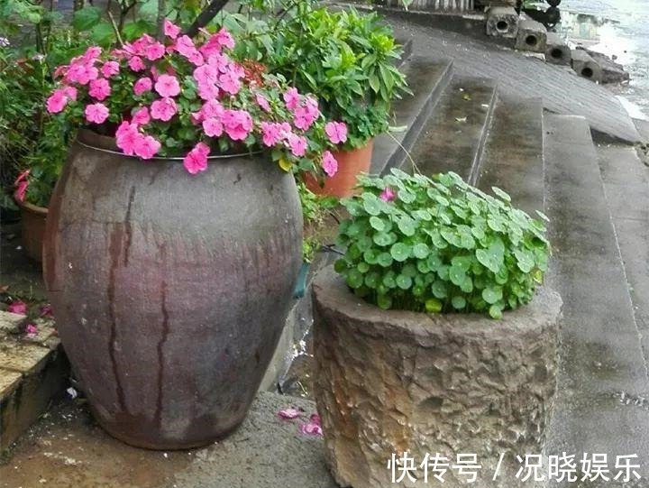 种花|30斤的大水缸,拿来养花成宝贝,怪不得都抢着要