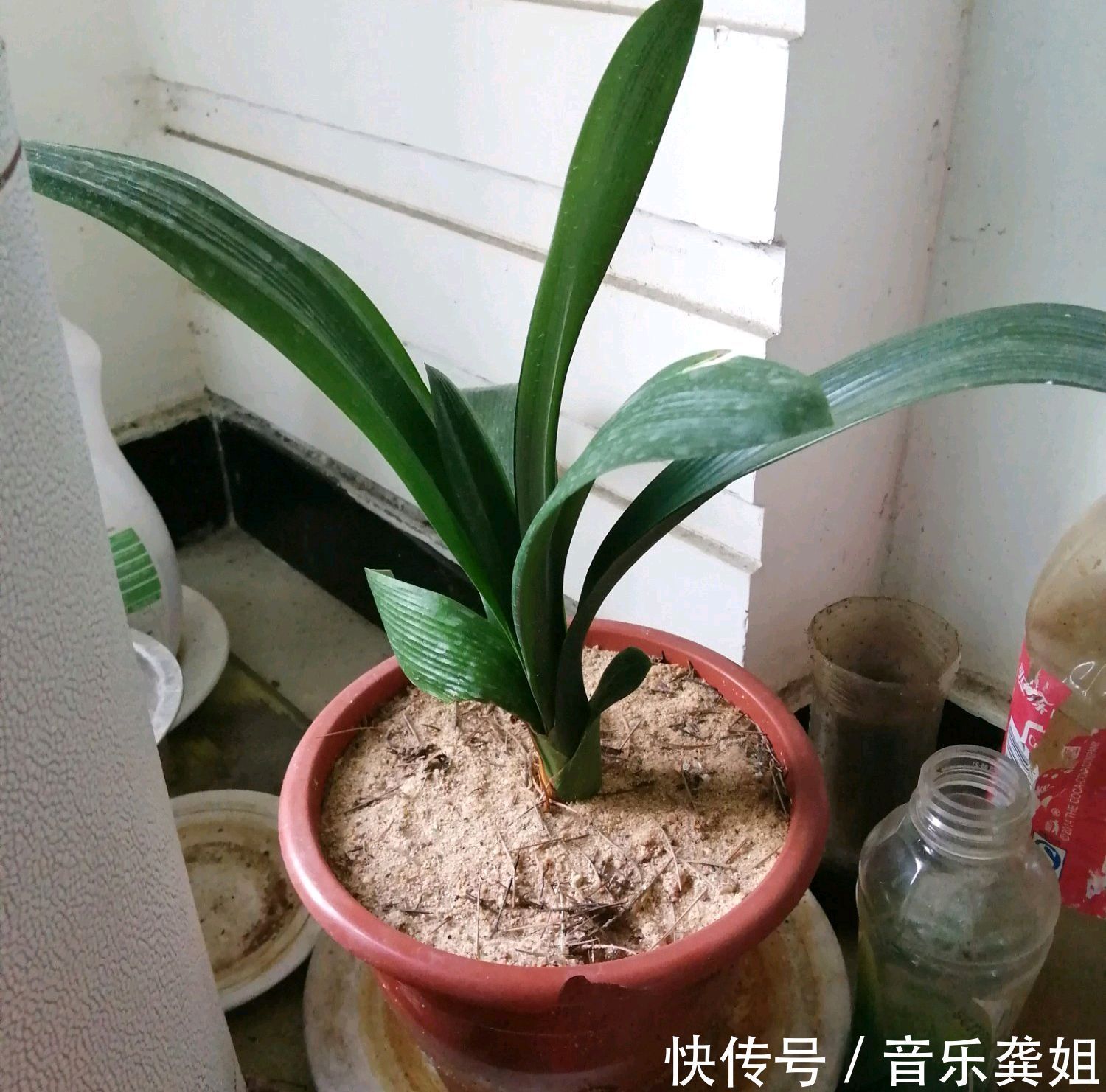 套袋|无根的君子兰不用丢,使用一种发根神土,两个月新根爆不停