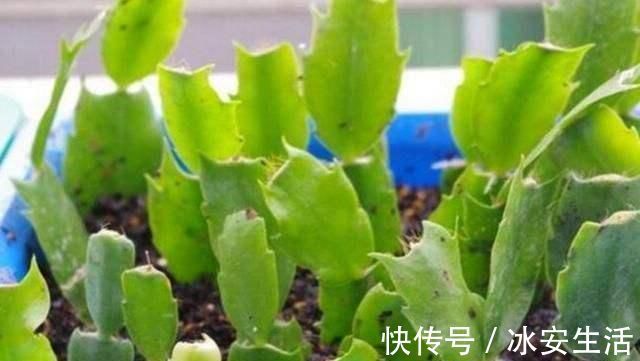 蟹爪兰|入秋扦插6种花,7天就生大白根,告别黑腐烂,花开量大