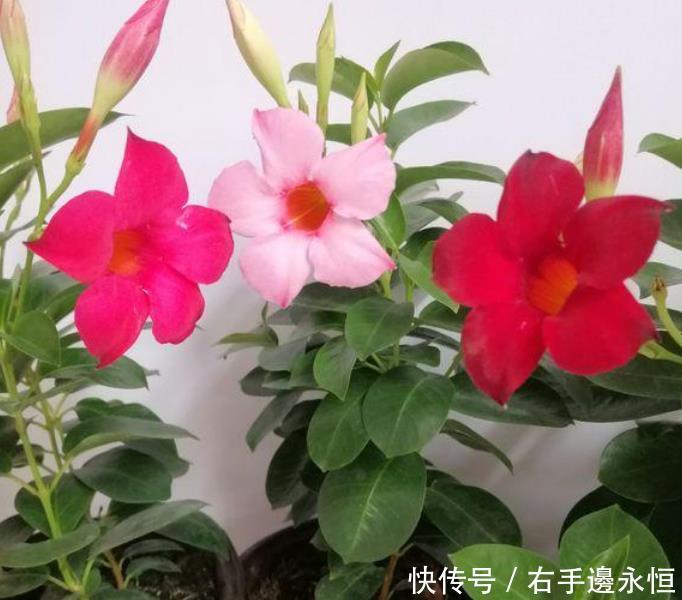 养花就养4种花，家里养一盆，满屋飘香，清新幽雅