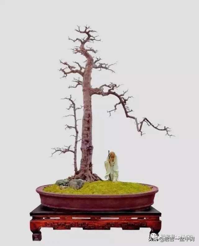 一粗一细|盆景双杆,一高一矮、一粗一细,苍龙教子之势