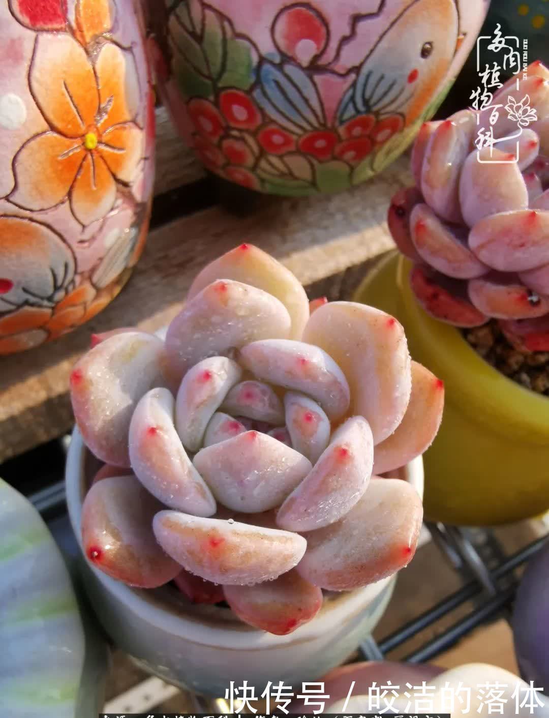 百度|我与多肉那些不得不说的故事!