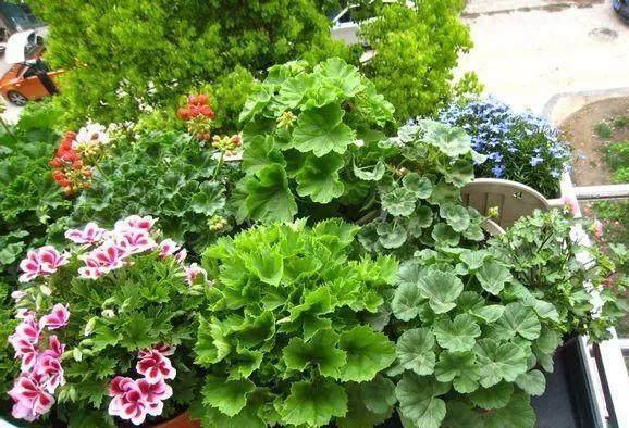 几块钱的天竺葵,竟可以开花几个月阳台养上秒变''大花园''