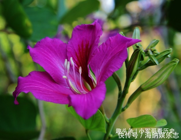 此花硕大而艳丽，叶如牛、似羊蹄，十分的奇特，有骨肉相连的寓意