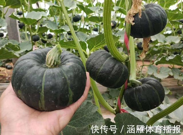 贝贝南瓜|挑贝贝南瓜，别只会看大小，牢记3点，不用害怕买错，一挑一个准