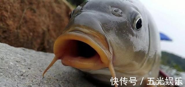 鱼竿|鲤鱼太狡猾不咬钩下次记得用上这招,它再狡猾也会忍不住咬钩