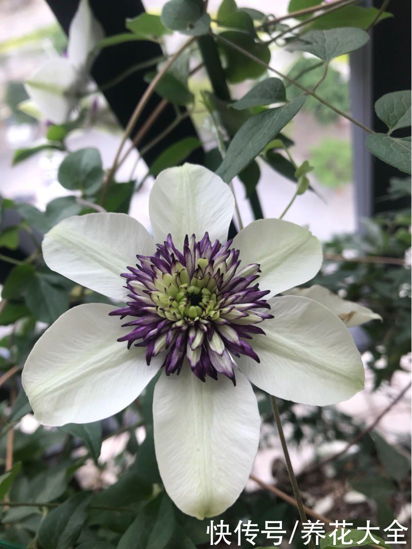 不适合春天养的花，现在买就是浪费钱，不如买春季“老三样”