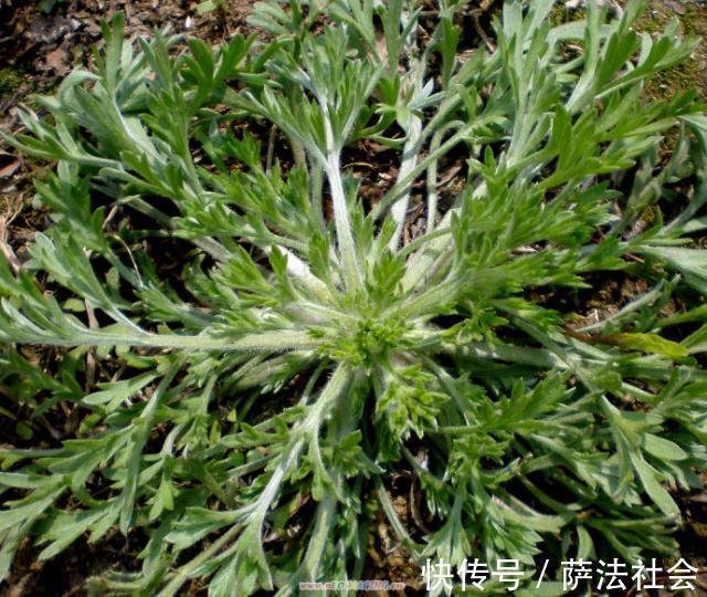 茵陈蒿|农村此野草炒肉吃,健脾养胃,清肝利胆,谁吃谁受益