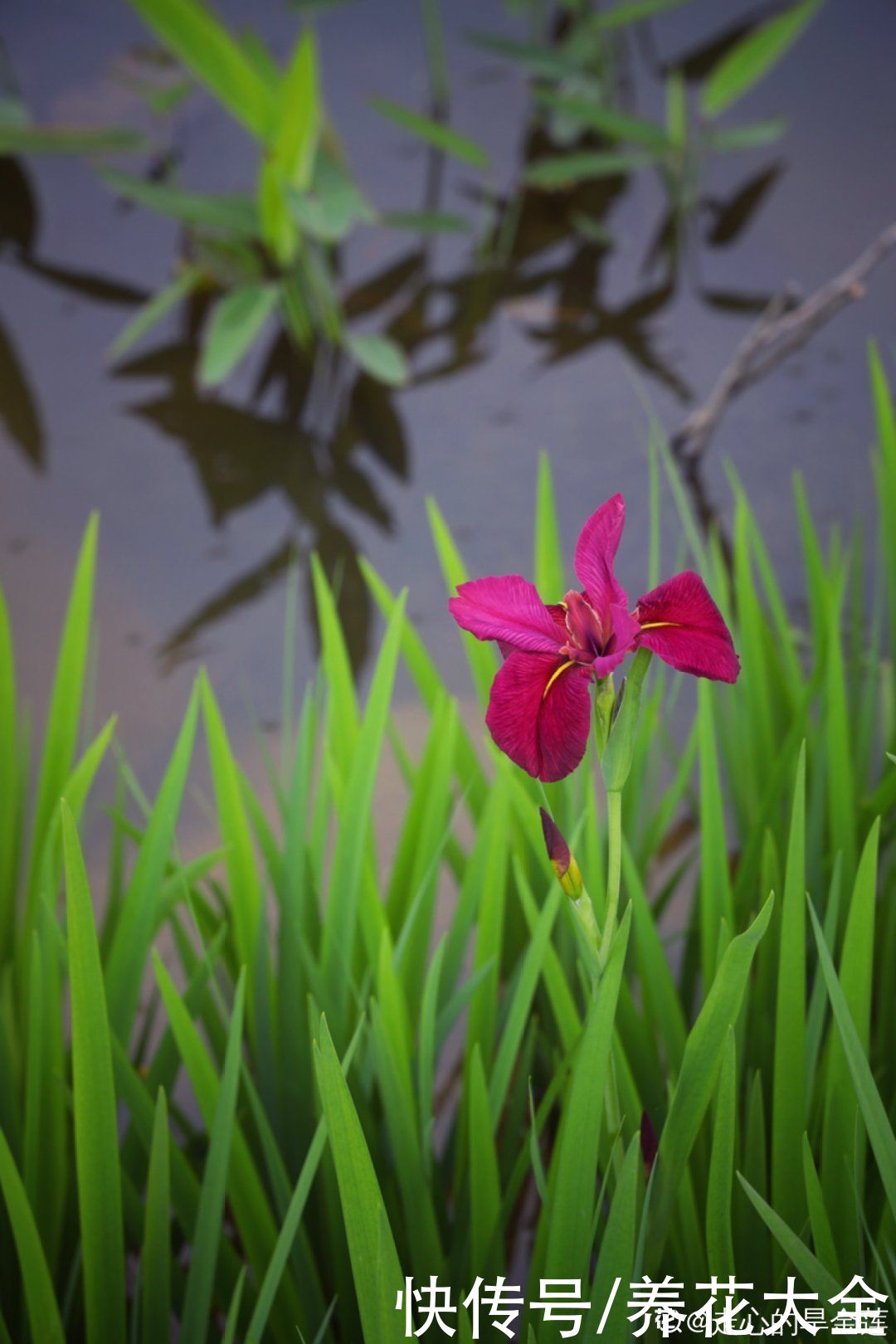 叶片|10种花太能喝水，一天一瓢水，7天爆满缸