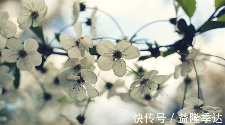 眼儿媚#范成大不可不读的一首词,从开篇到结尾句句惊艳,值得我们一读!